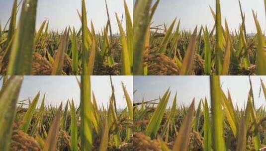 夏日秋后成熟的水稻水稻田高清在线视频素材下载
