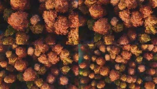 红叶水杉林2高清在线视频素材下载