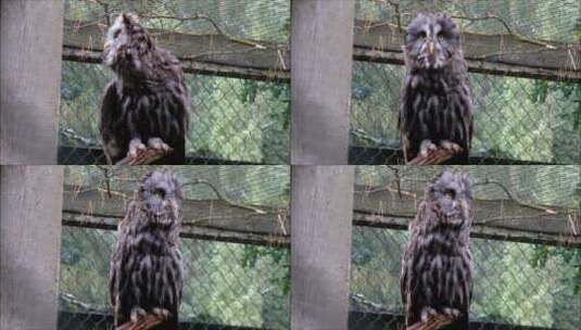 栖息在木棍上的大灰猫头鹰高清在线视频素材下载