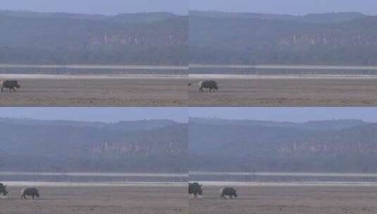 犀牛穿过泥泞的平原高清在线视频素材下载