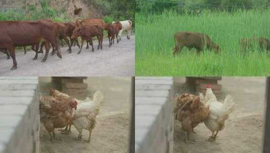 农村一角高清在线视频素材下载