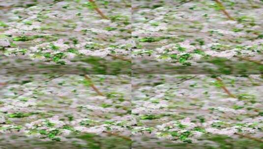 春天中国北京故宫博物院内盛开的海棠花竖屏高清在线视频素材下载