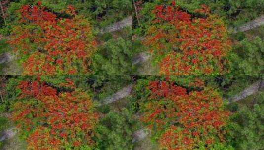 空镜红花当然配绿叶高清在线视频素材下载