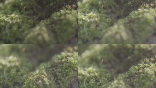 石头上的苔藓高清在线视频素材下载