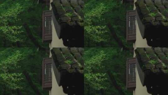 125 杭州 寺庙 古建筑 下雨天 屋檐 树枝高清在线视频素材下载