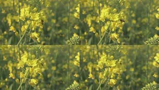 油菜花 蜜蜂采蜜 唯美油菜花高清在线视频素材下载