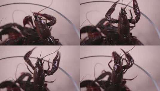 【镜头合集】黑壳不卫生小龙虾  (2)高清在线视频素材下载