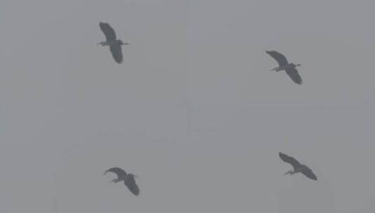 白鹭苍鹭栖息地实拍LOG视频素材高清在线视频素材下载
