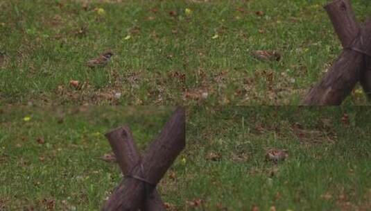 麻雀在草地觅食高清在线视频素材下载