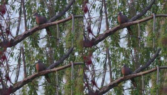 鸽子 树上的鸟儿 野生鸽子高清在线视频素材下载