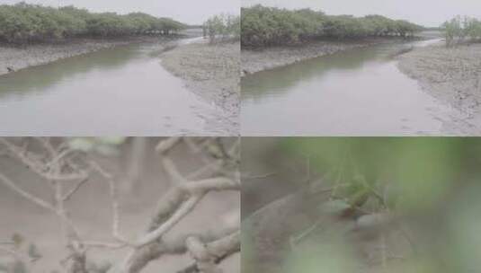 滩涂外景植物特写高清在线视频素材下载