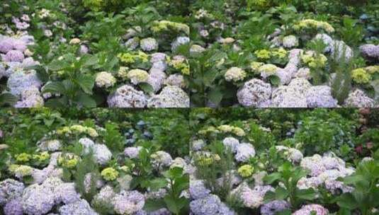 【精品】绣球花花园公园景区景点高清在线视频素材下载