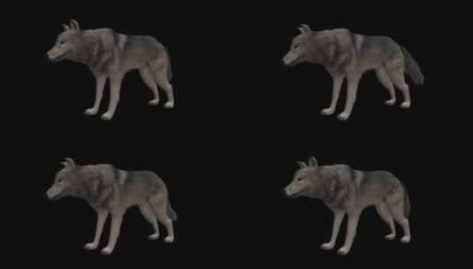 3d三维狼模型动作高清在线视频素材下载