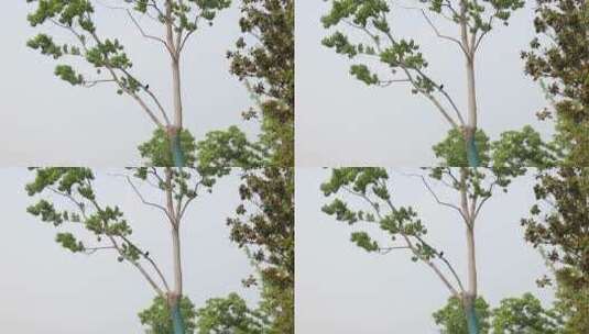树上的鸟飞走高清在线视频素材下载