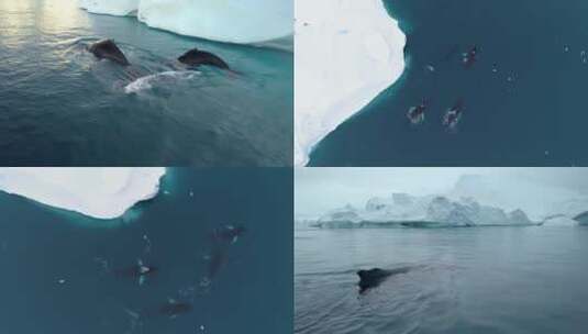 鲸鱼游泳高清在线视频素材下载