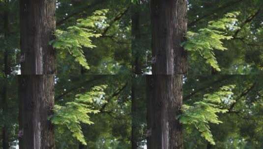 小清新嫩绿洋槐树叶空镜素材高清在线视频素材下载