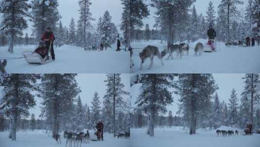 哈士奇在雪地拉雪橇高清在线视频素材下载