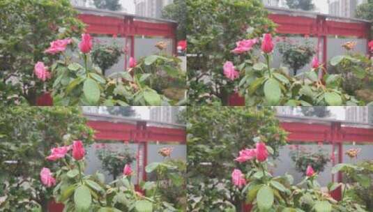 生活素材-蔷薇花高清在线视频素材下载