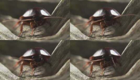 大棕色蟑螂高清在线视频素材下载