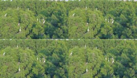 航拍栖居在水杉里的白鹭群高清在线视频素材下载