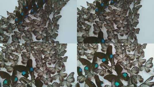 墙上好看的美丽蝴蝶标本高清在线视频素材下载