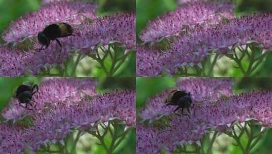 蜜蜂花朵微距大特写高清在线视频素材下载