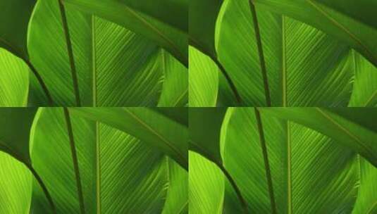 热带的植物高清在线视频素材下载