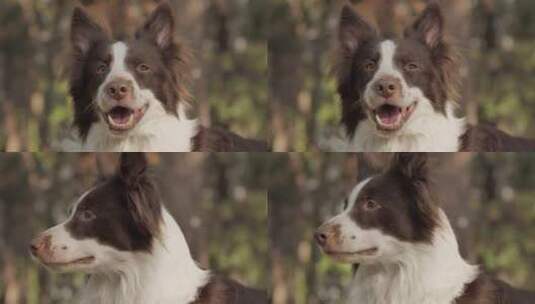 4k微笑的狗高清在线视频素材下载
