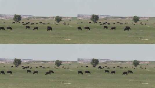 牛群在广阔的田野上吃草高清在线视频素材下载