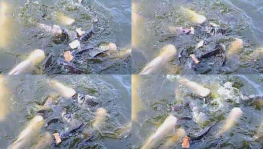 在池塘边喂鲤鱼高清在线视频素材下载