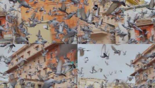 广场鸽子群飞翔高清在线视频素材下载
