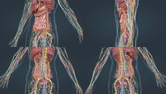 3D人体解剖肺脏肝脏心脏肠胃人体奥秘高清在线视频素材下载