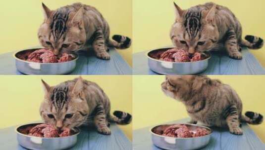 猫猫埋头吃罐头全景高清在线视频素材下载