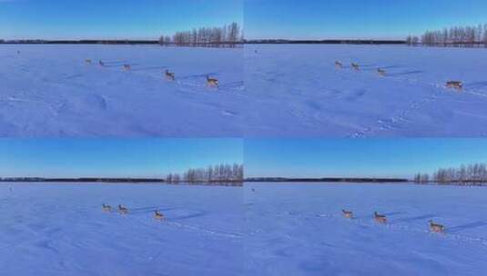 呼伦贝尔野生动物雪地狍子高清在线视频素材下载