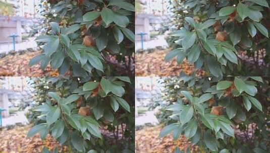 户外绿植特写高清在线视频素材下载
