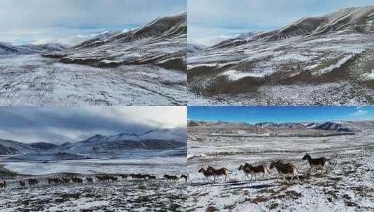 无人区野生动物藏野驴高清在线视频素材下载