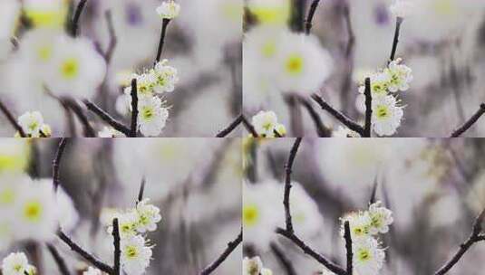 特写白梅花枝高清在线视频素材下载