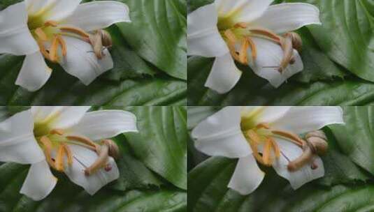 蜗牛在花朵里高清在线视频素材下载
