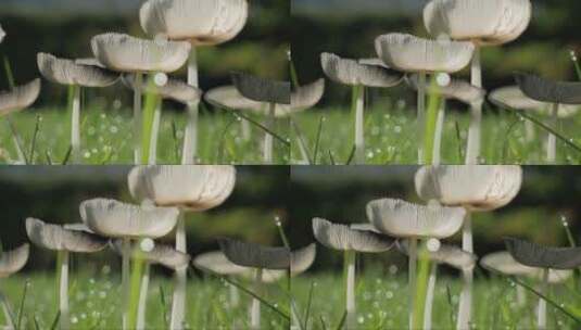 草丛中生长的白蘑菇高清在线视频素材下载