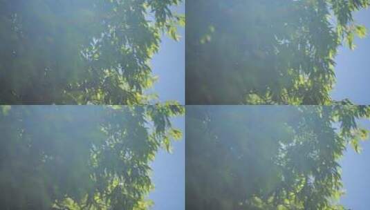 晴天风吹动树叶高清在线视频素材下载