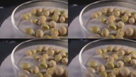 甜脆荷兰豆豆角种子蔬菜种子农作物种高清在线视频素材下载