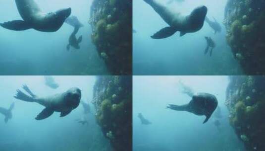 海里的海豹高清在线视频素材下载