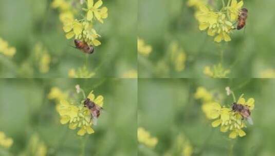 春天里的油菜花和小蜜蜂高清在线视频素材下载
