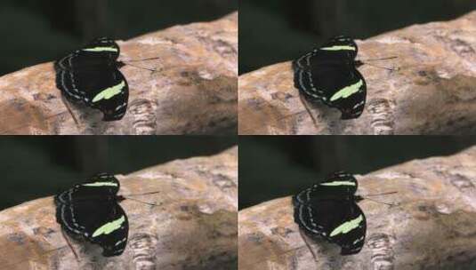 树木上的蝴蝶特写镜头高清在线视频素材下载