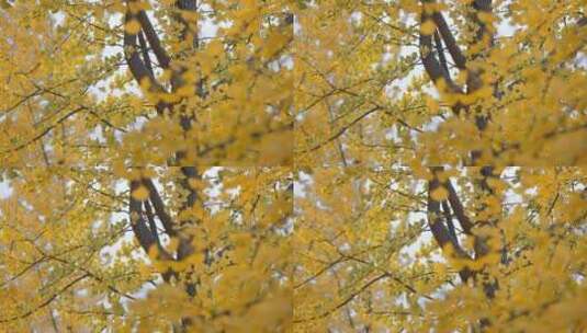 秋天树叶阳光高清在线视频素材下载