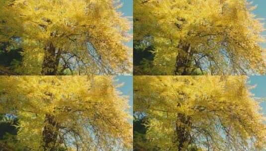 航拍金黄色银杏树底叶林飘落秋季天特写风吹高清在线视频素材下载