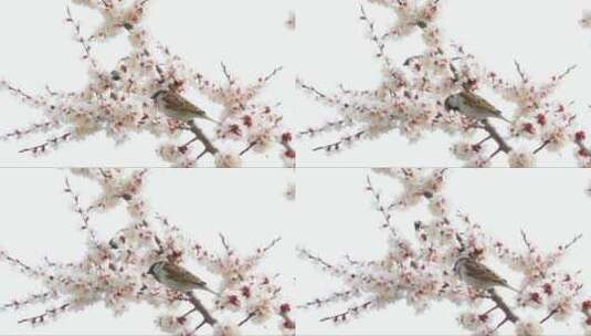 春树上的麻雀高清在线视频素材下载