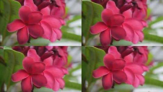 有绿色叶子的红色开花的梅花或玉兰花在摆动高清在线视频素材下载