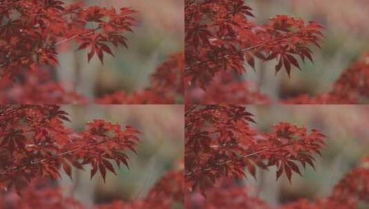 韩国 红色枫叶 树枝风中摆动 组镜高清在线视频素材下载