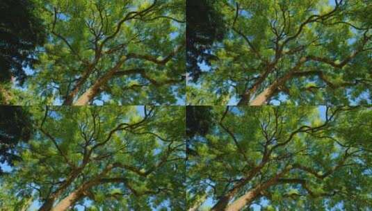 仰拍 仰视 唯美 大树 古树 香樟树高清在线视频素材下载